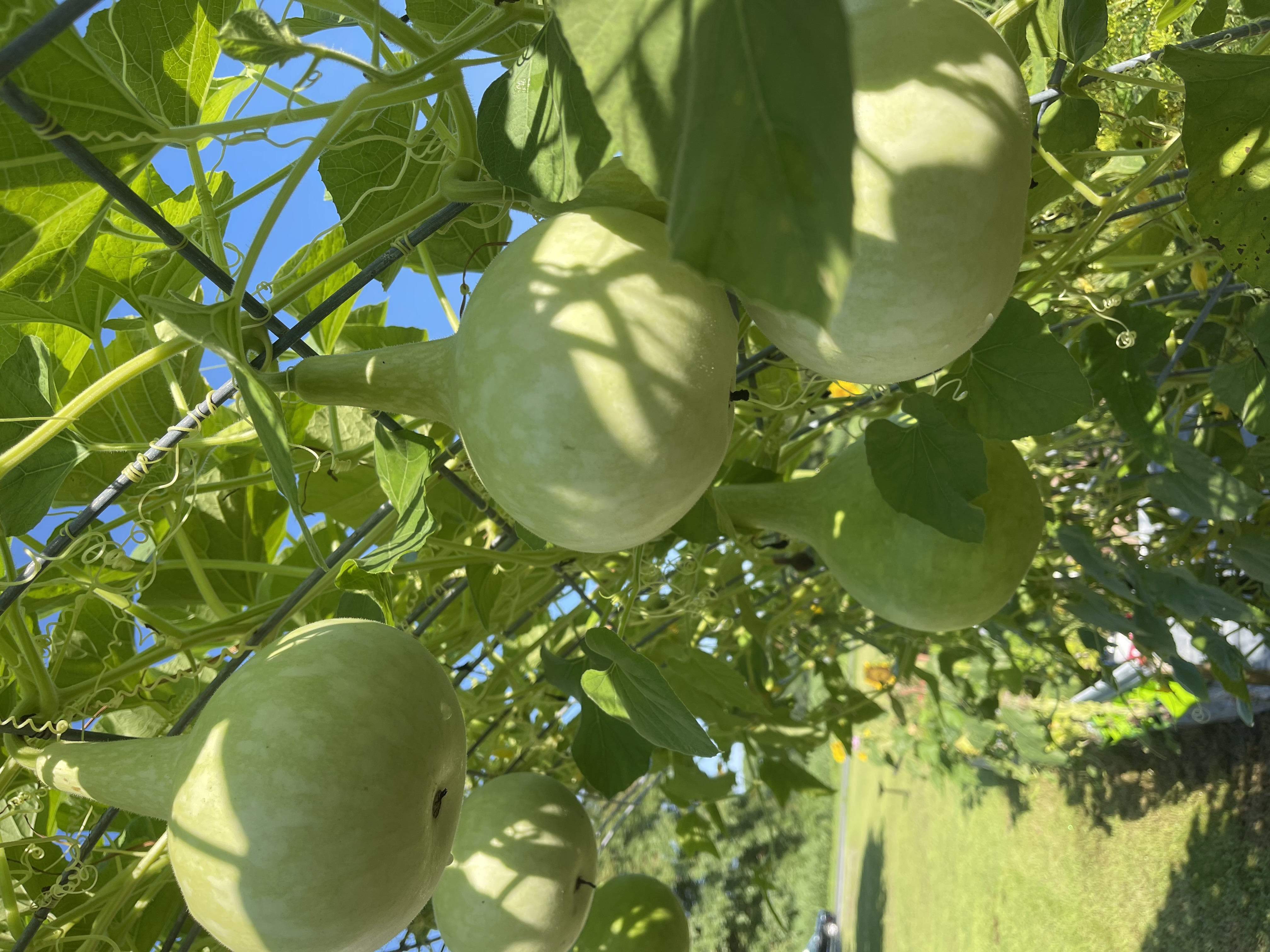 Gourds on the trellis arch