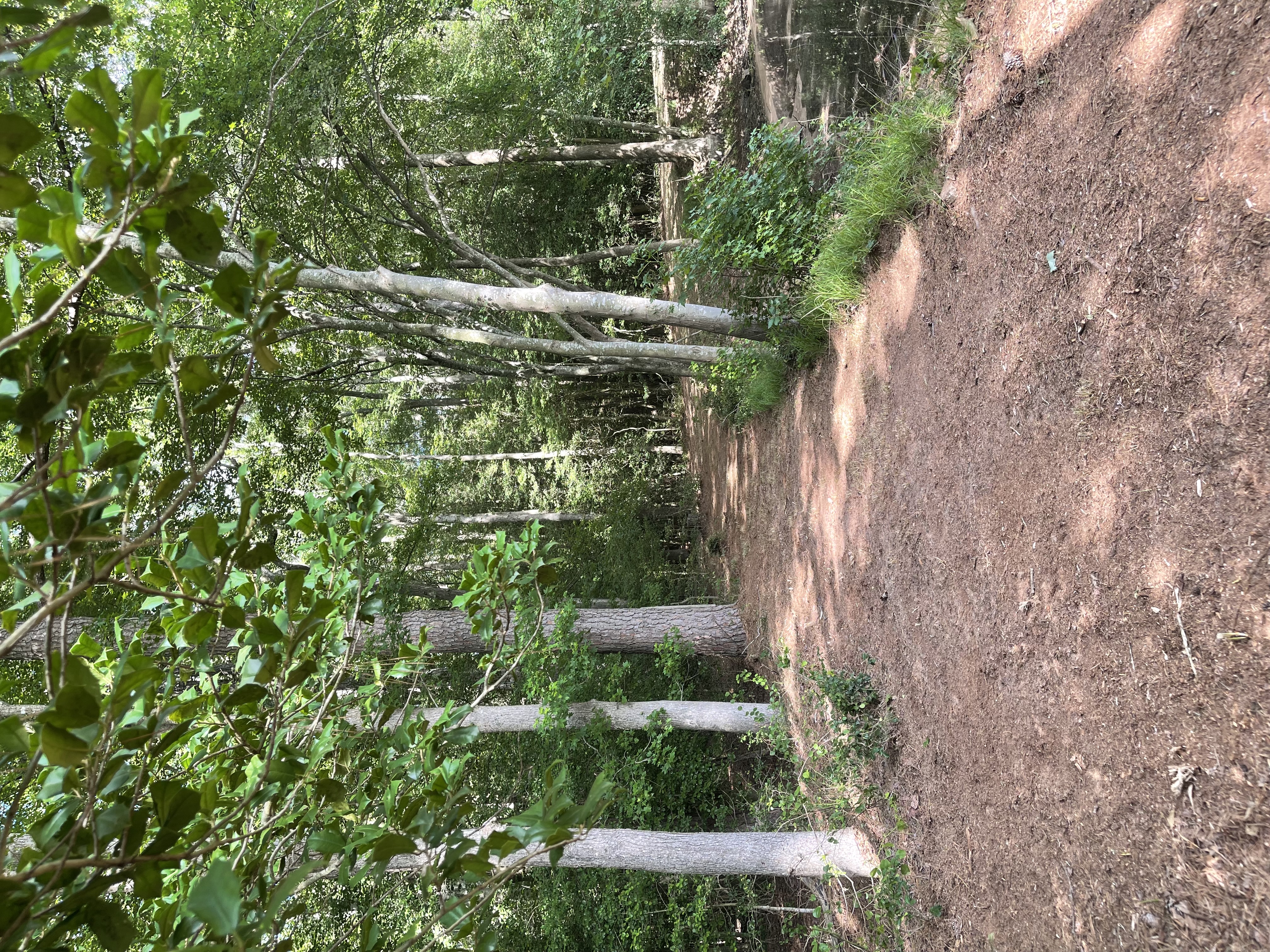 Forest path alongside the pond