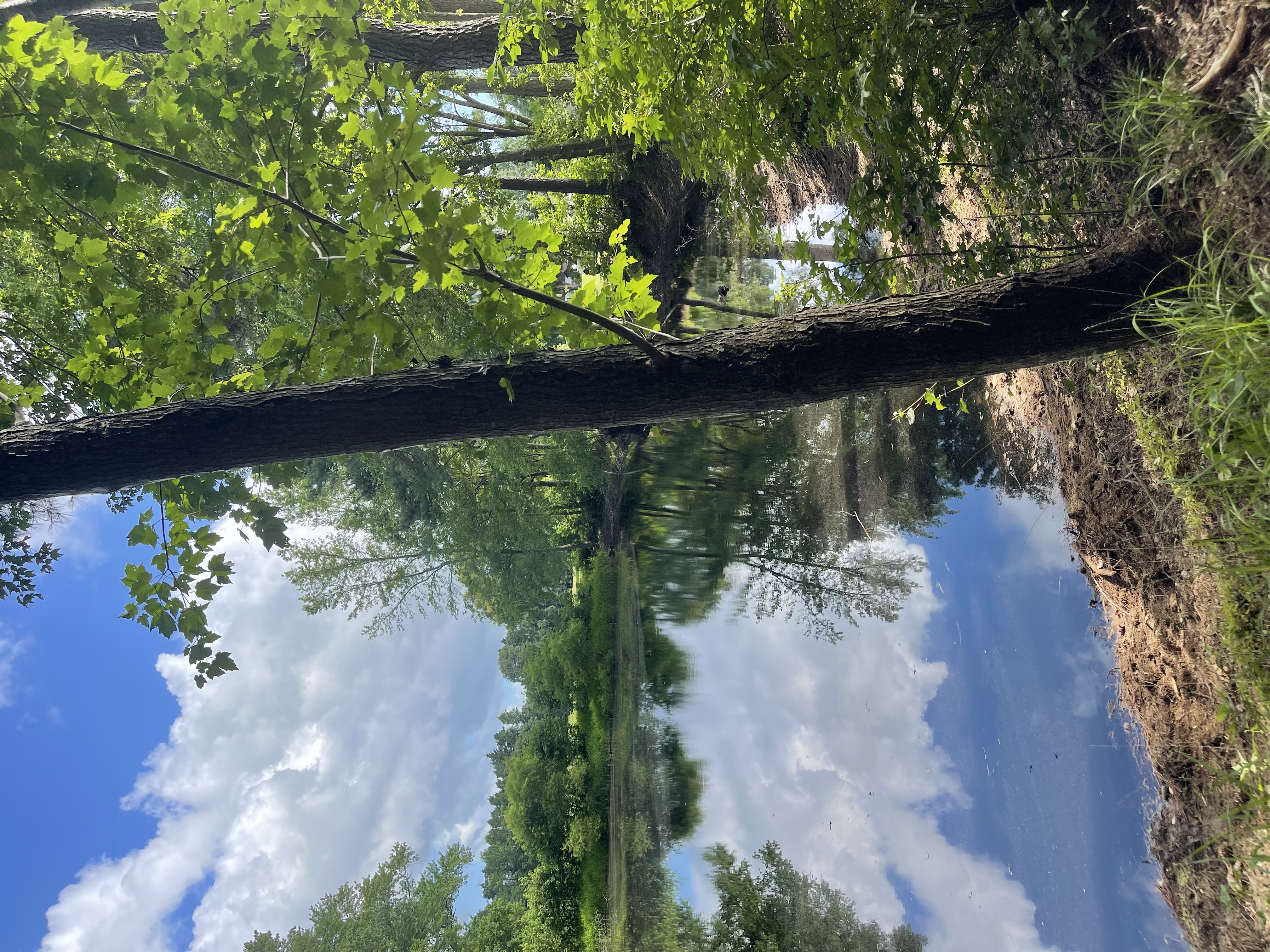 Forest trail along the pond