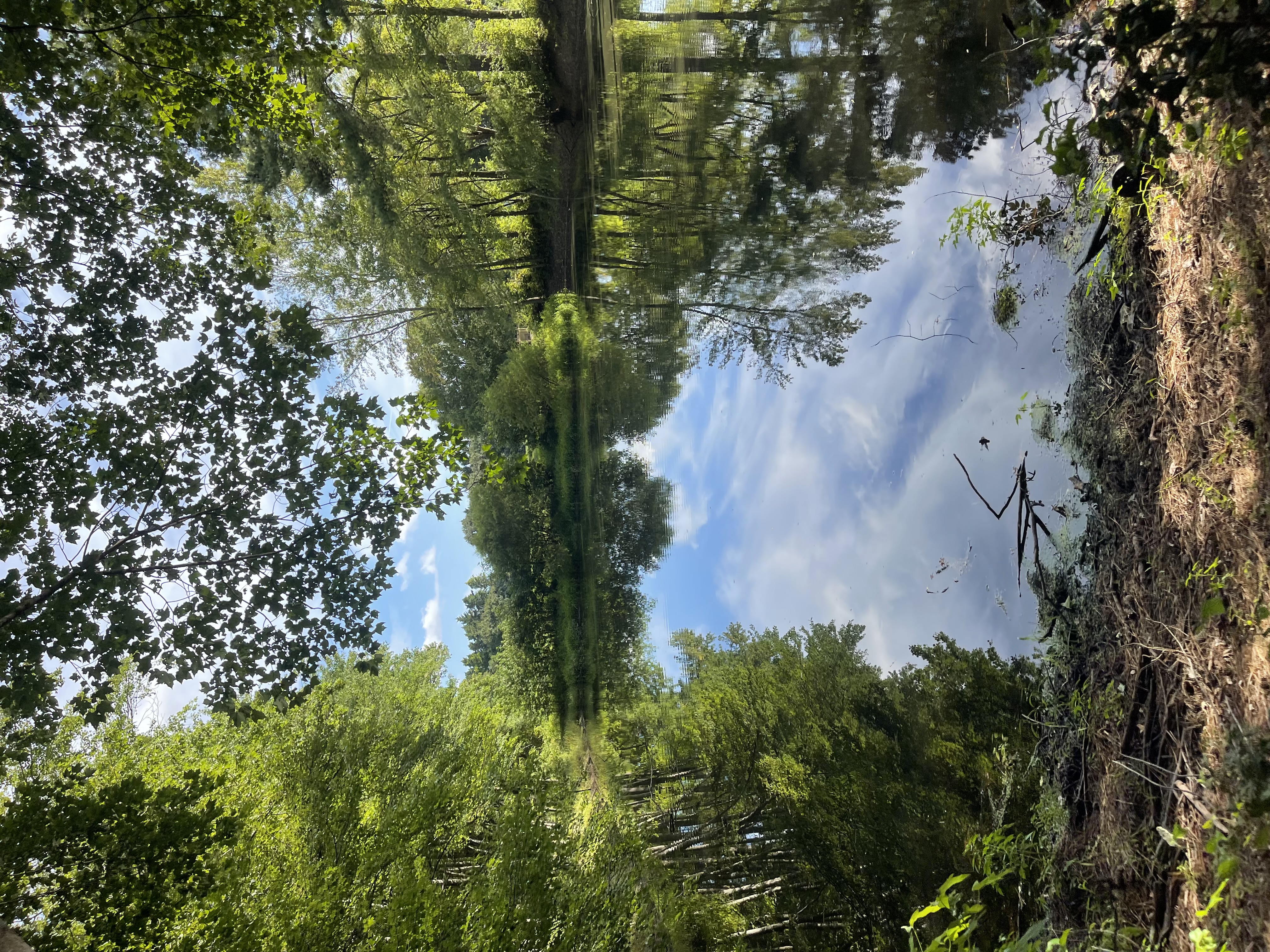 Pond from the tree line